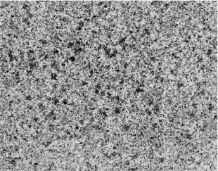 Desert Bold Granit - Paljeno