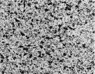 Desert Bold Granit - Polirano